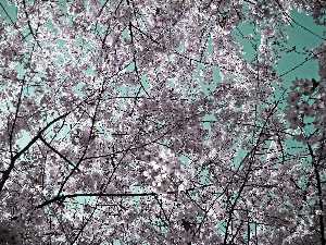 Nature - 059 t