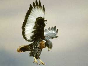 Animals - Adler 7  